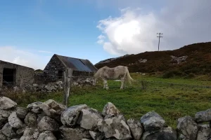 Ponies