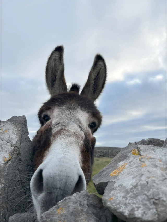 Patiently waiting for you to book your adventure with Wild Atlantic Way Day Tours... don’t let the donkey down!!

Link in bio to book!

#wildatlanticwaydaytours #galwayireland #galwaytourism #wildatlanticway #galway #wildatlanticwaydaytours #connemaranationalpark #discoverireland #kylemoreabbey #galwaytourism #skyroad #connemara #visitgalway #wildatlanticway