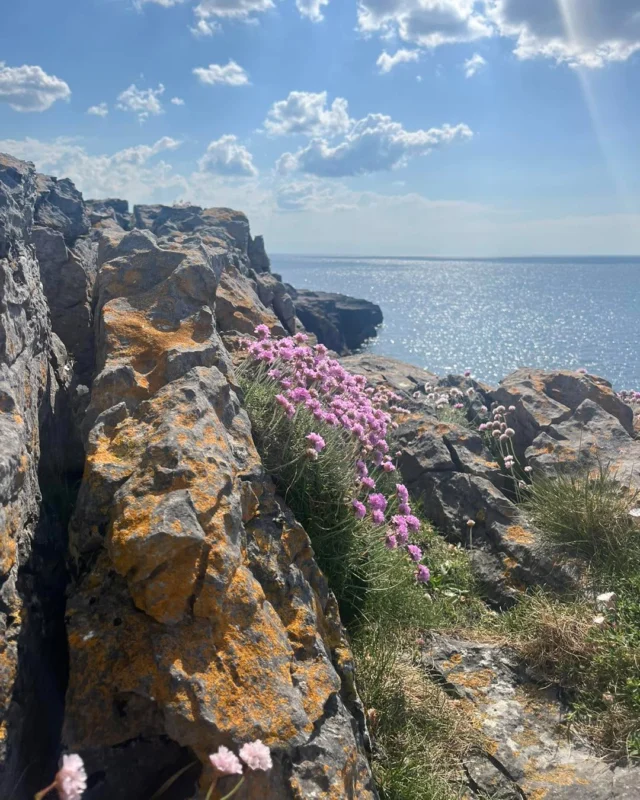 Explore the Burren’s unique ecosystem on our guided tour, where vibrant pink wildflowers thrive in the limestone landscape. These blooms flourish in the grikes-cracks in the rock that retain moisture and protect roots from the wind. Thanks to the Burren’s thin soils, mild climate, and exposed rock, it supports an unusual mix of plant species typically found in very different climates.

#wildatlanticwaydaytours #galwayireland #galwaytourism #wildatlanticway #wildatlanticwaydaytours #cliffsofmoher #visitclare #visitgalway #theburren #wildatlanticway #galwaytours #Ireland